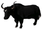 domestic yak